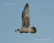 Goeland argente juvenile_4650.jpg